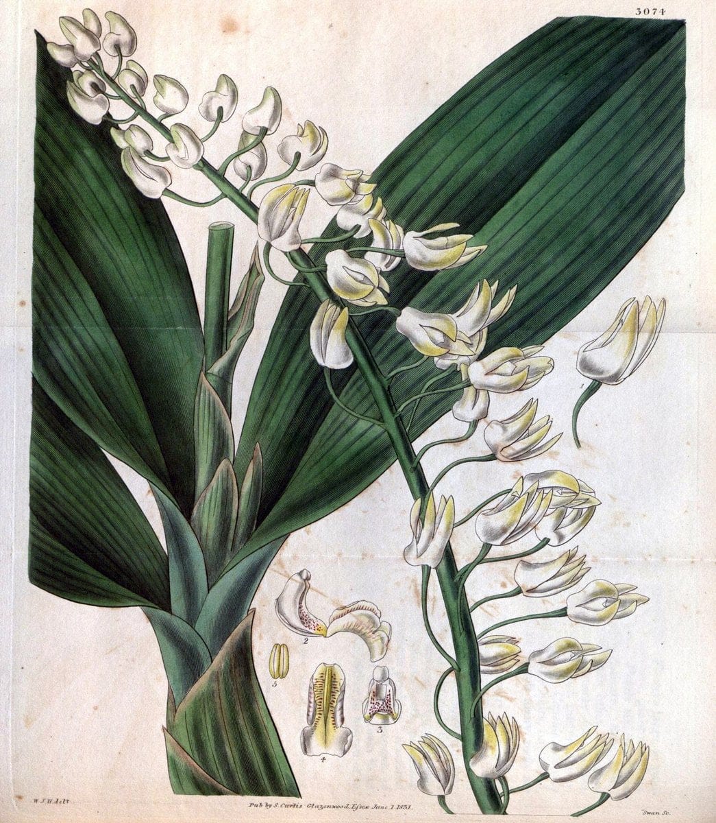 Curtis's botanical magazine..London ;New York [etc.] :Academic Press [etc.]. |  | Vintage Print Reproduction 450520