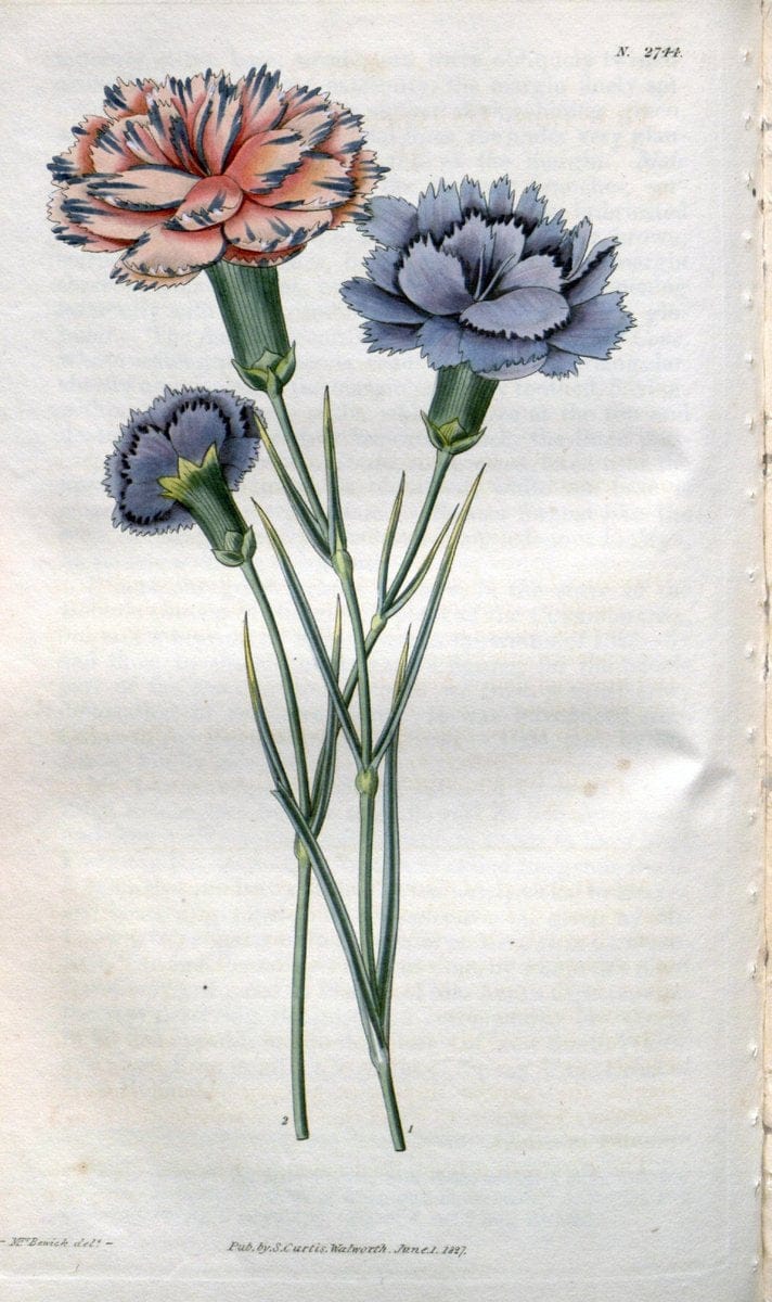 Curtis's botanical magazine..London ;New York [etc.] :Academic Press [etc.]. |  | Vintage Print Reproduction 450521