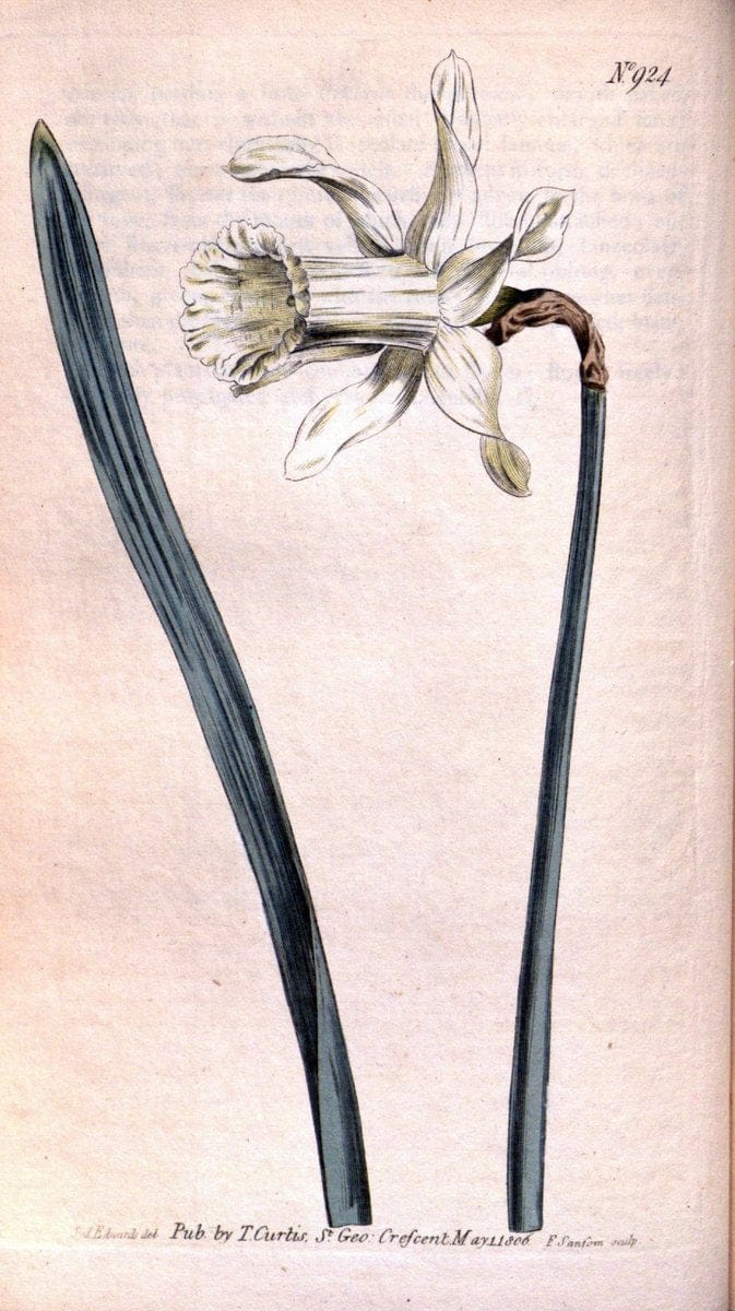 Curtis's botanical magazine. London ;New York [etc.] :Academic Press [etc.]. | Botany Periodicals "Pictorial works"  | Vintage Print Reproduction 450523