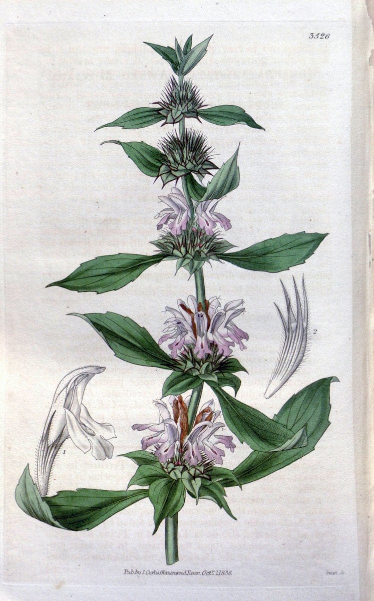 Curtis's botanical magazine. London ;New York [etc.] :Academic Press [etc.]. | Botany Periodicals "Pictorial works"  | Vintage Print Reproduction 450527