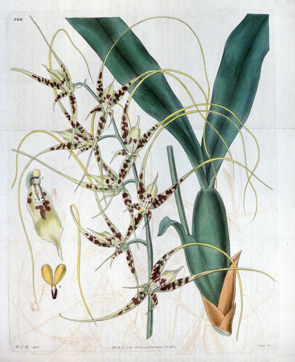 Curtis's botanical magazine. London ;New York [etc.] :Academic Press [etc.]. | Botany Periodicals "Pictorial works"  | Vintage Print Reproduction 450528