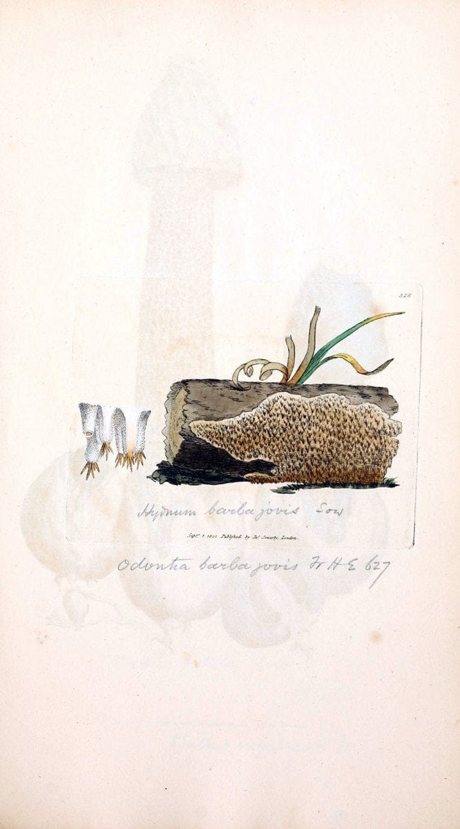 Coloured figures of English fungi or mushrooms. London,Printed by J. Davis,1797-[1809]. | England Mushrooms  | Vintage Print Reproduction 450532