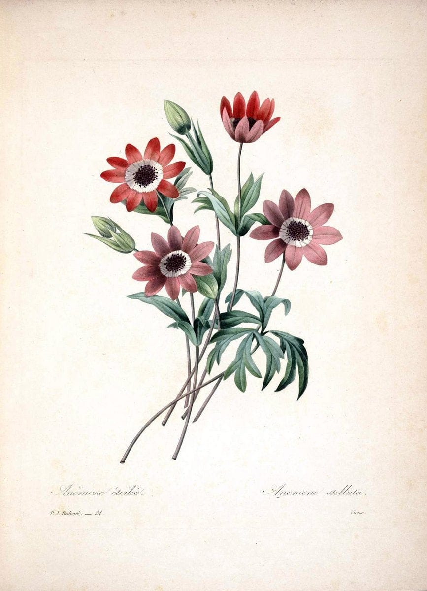 Choix des plus belles fleurs :.Paris :Ernest Panckoucke,[1833].  | 1833 Botany France Icones "Pictorial works"  | Vintage Print Reproduction 450533