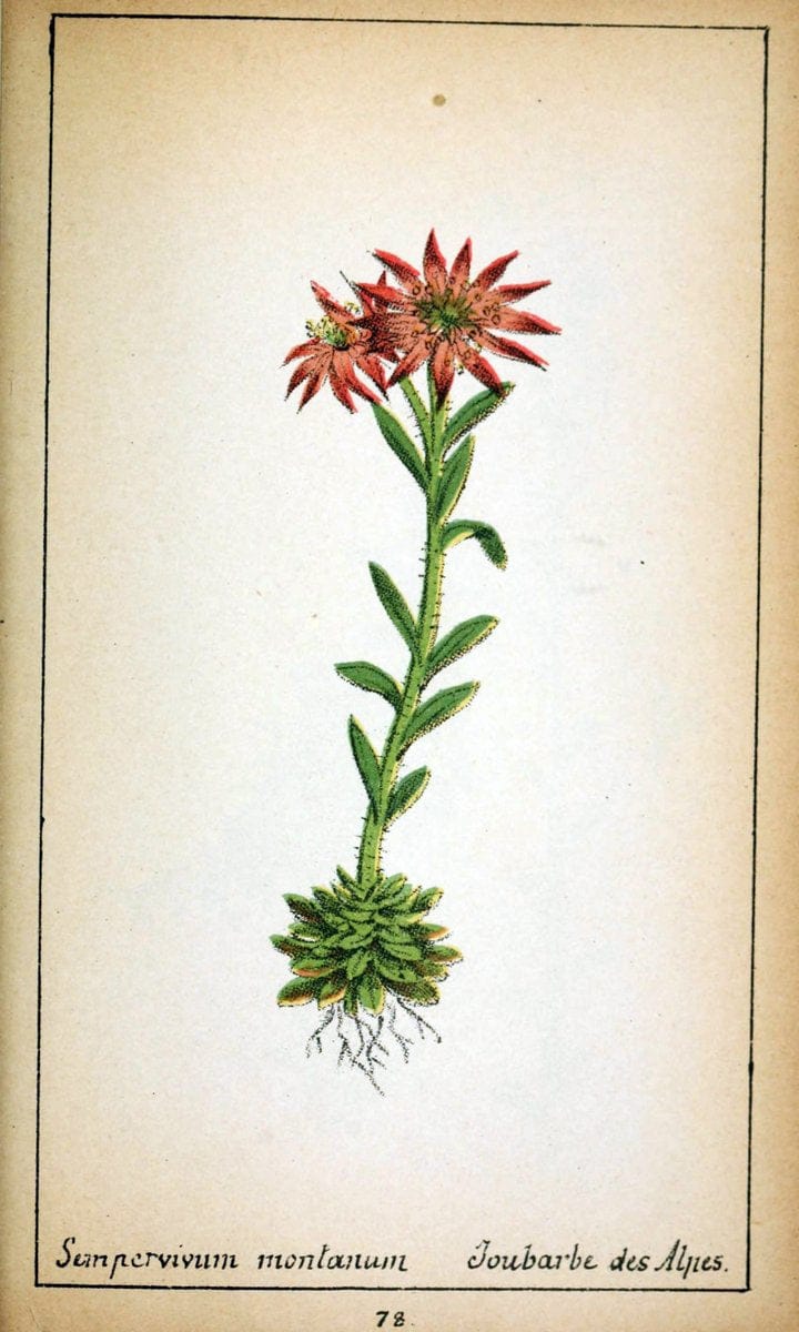 Choix de plantes de l'Europe centrale et particuliÃ¨rement de la Suisse et de la SavoieGe | Europe Central "Pictorial works" Plants "Savoy (France and Italy)" Switzerland  | Vintage Reproduction 450534