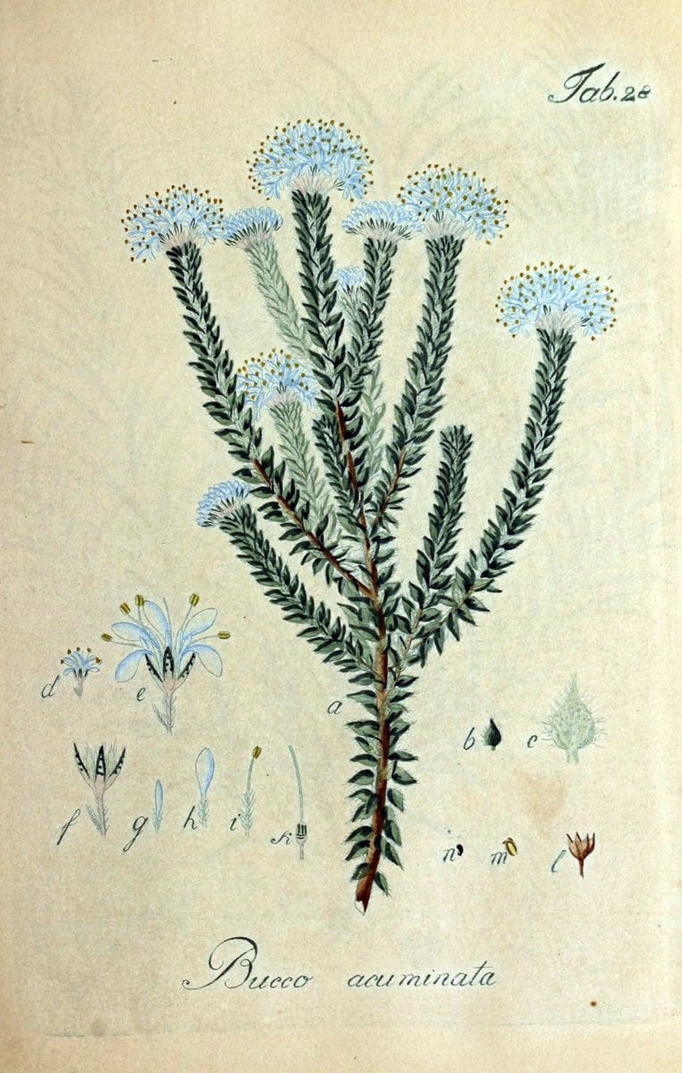 Collectio plantarum tam exoticarum, quam indigenarum, cum delineatione, descriptione cul | Botany | Vintage Print Reproduction 450535