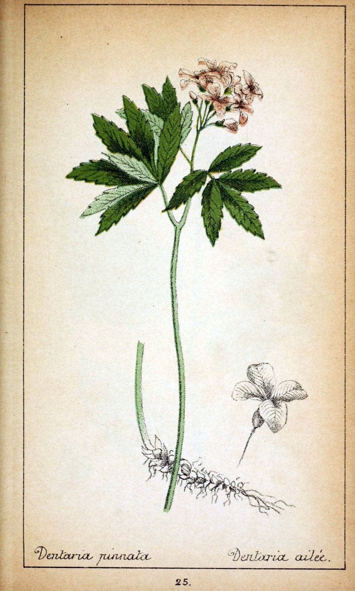 Choix de plantes de l'Europe centrale et particuliÃ¨rement de la Suisse et de la SavoieGe | Europe Central "Pictorial works" Plants "Savoy (France and Italy)" Switzerland  | Vintage Reproduction 450539