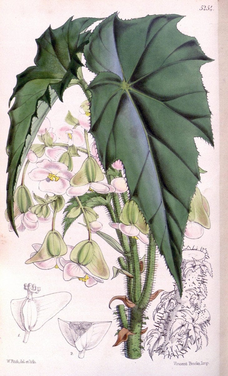 Curtis's botanical magazine. London ; New York [etc.] :Academic Press [etc.]. | "Botanical illustration" Botany Periodicals "Pictorial works" "Plants, Ornamental"  | Vintage Print Reproduction 450544