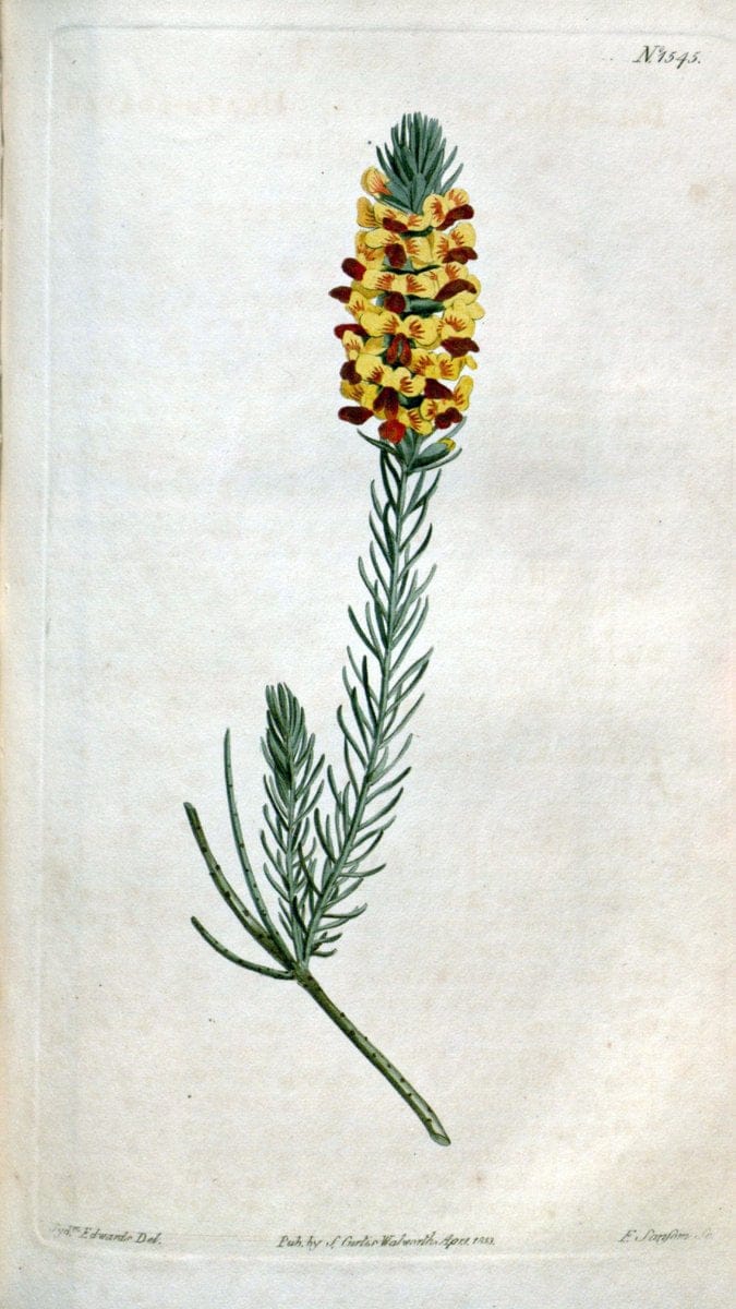 Curtis's botanical magazine. London ; New York [etc.] :Academic Press [etc.]. | "Botanical illustration" Botany Periodicals "Pictorial works" "Plants, Ornamental"  | Vintage Print Reproduction 450546