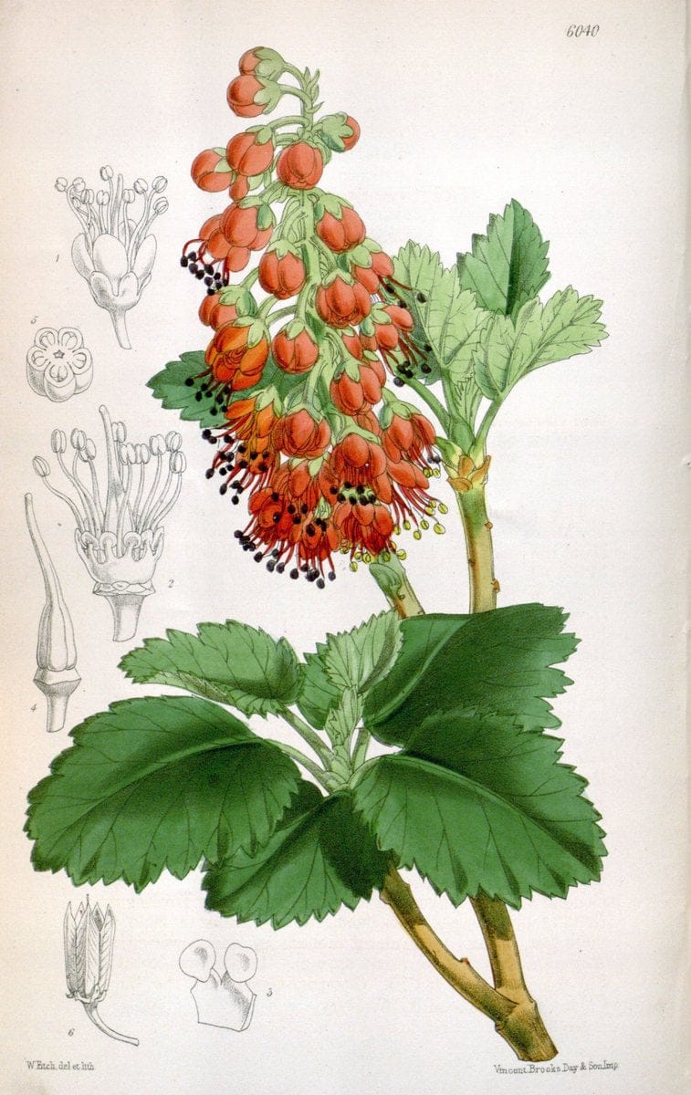 Curtis's botanical magazine. London ; New York [etc.] :Academic Press [etc.]. | "Botanical illustration" Botany Periodicals "Pictorial works" "Plants, Ornamental"  | Vintage Print Reproduction 450548