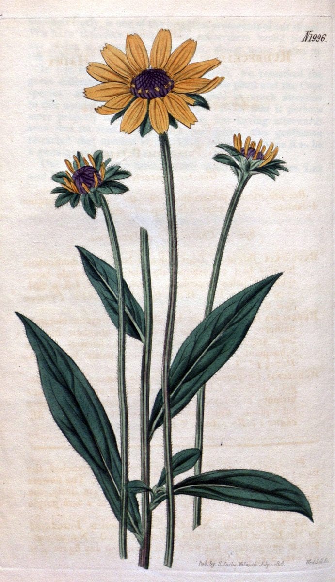 Curtis's botanical magazine. London ; New York [etc.] :Academic Press [etc.]. | "Botanical illustration" Botany Periodicals "Pictorial works" "Plants, Ornamental"  | Vintage Print Reproduction 450551