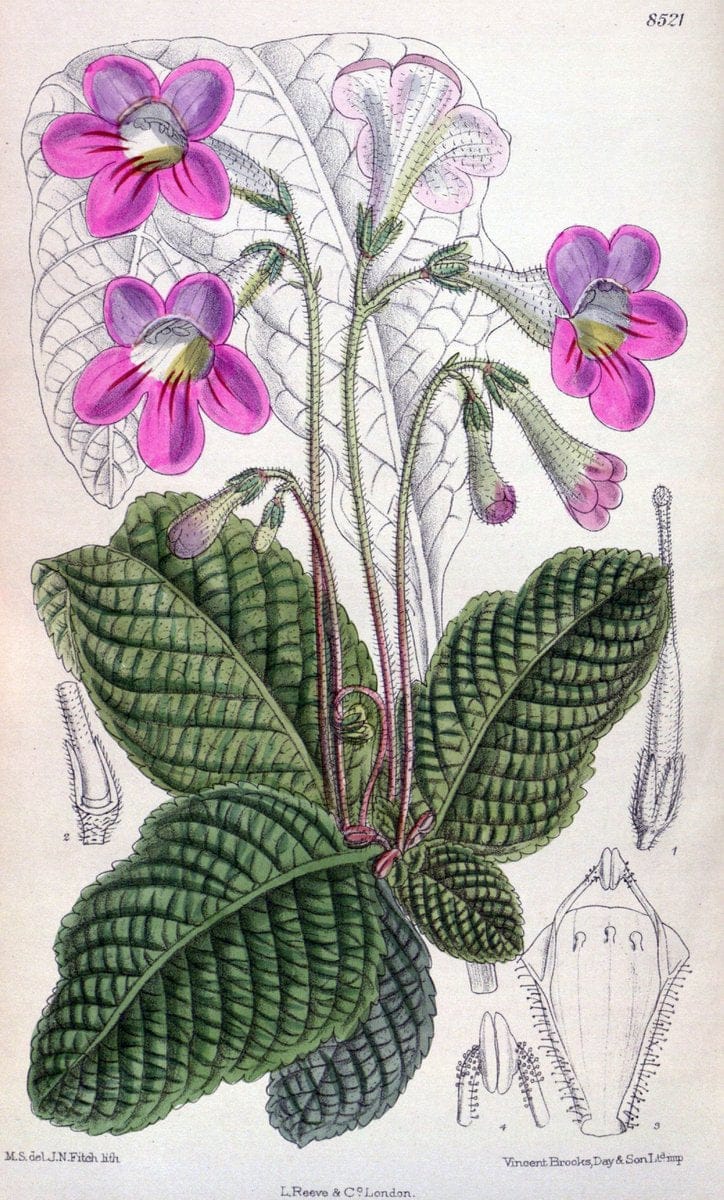 Curtis's botanical magazine. London ; New York [etc.] :Academic Press [etc.]. | "Botanical illustration" Botany Periodicals "Pictorial works" "Plants, Ornamental"  | Vintage Print Reproduction 450552