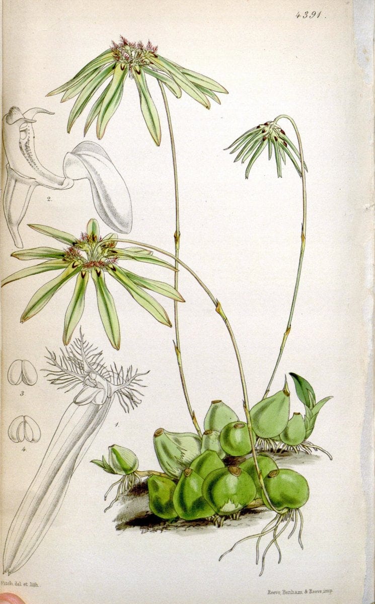 Curtis's botanical magazine. London ; New York [etc.] :Academic Press [etc.]. | "Botanical illustration" Botany Periodicals "Pictorial works" "Plants, Ornamental"  | Vintage Print Reproduction 450554