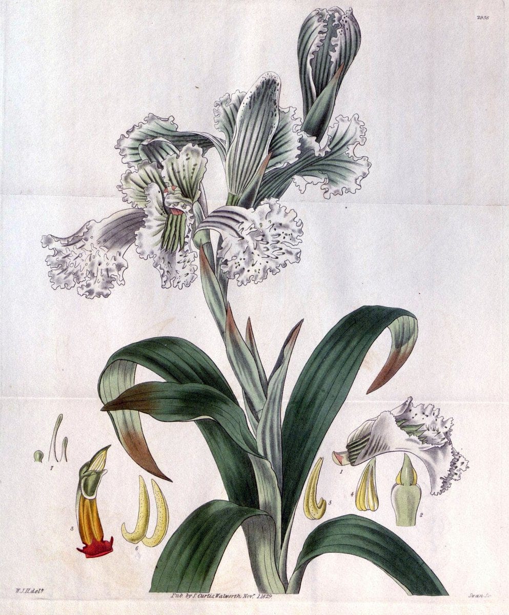 Curtis's botanical magazine. London ;New York [etc.] :Academic Press [etc.]. | Botany Periodicals "Pictorial works"  | Vintage Print Reproduction 450563