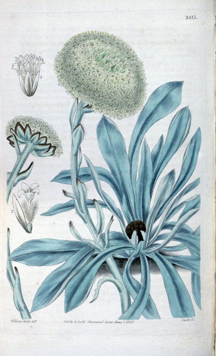 Curtis's botanical magazine. London ;New York [etc.] :Academic Press [etc.]. | Botany Periodicals "Pictorial works"  | Vintage Print Reproduction 450568