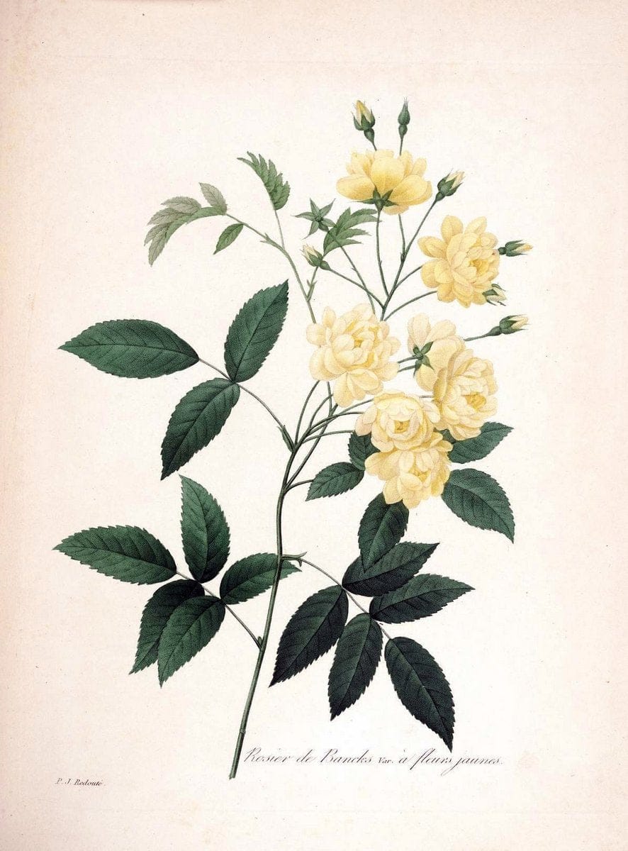 Choix des plus belles fleurs :.Paris:Ernest Panckoucke,[1833].. |  | Vintage Print Reproduction 450569