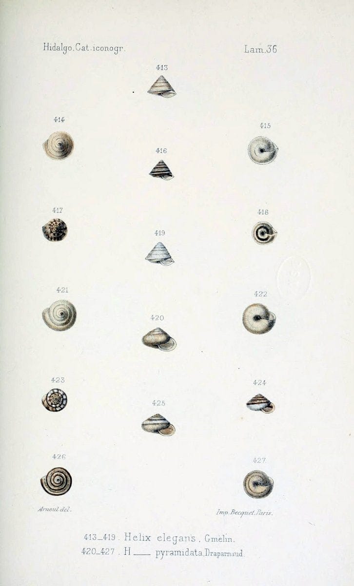 Catalogo iconografico y descriptivo de los moluscos terrestres de EspaÃ Â±a, Portugal y la | "Balearic Islands" Mollusks Portugal Spain  | Vintage Print Reproduction 450573
