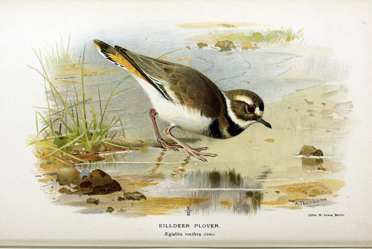 Coloured figures of the birds of the British Islands / issued by Lord Lilford. London :R | Birds "Great Britain" "Pictorial works"  | Vintage Print Reproduction 450575