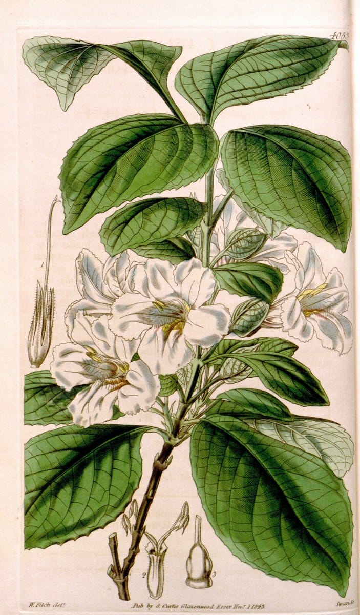 Curtis's botanical magazine. London ; New York [etc.] :Academic Press [etc.]. | "Botanical illustration" Botany Periodicals "Pictorial works" "Plants, Ornamental"  | Vintage Print Reproduction 450576