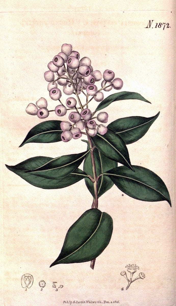 Curtis's botanical magazine. London ; New York [etc.] :Academic Press [etc.]. | "Botanical illustration" Botany Periodicals "Pictorial works" "Plants, Ornamental"  | Vintage Print Reproduction 450579