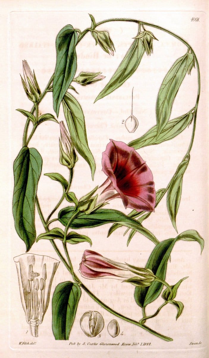 Curtis's botanical magazine. London ; New York [etc.] :Academic Press [etc.]. | "Botanical illustration" Botany Periodicals "Pictorial works" "Plants, Ornamental"  | Vintage Print Reproduction 450582