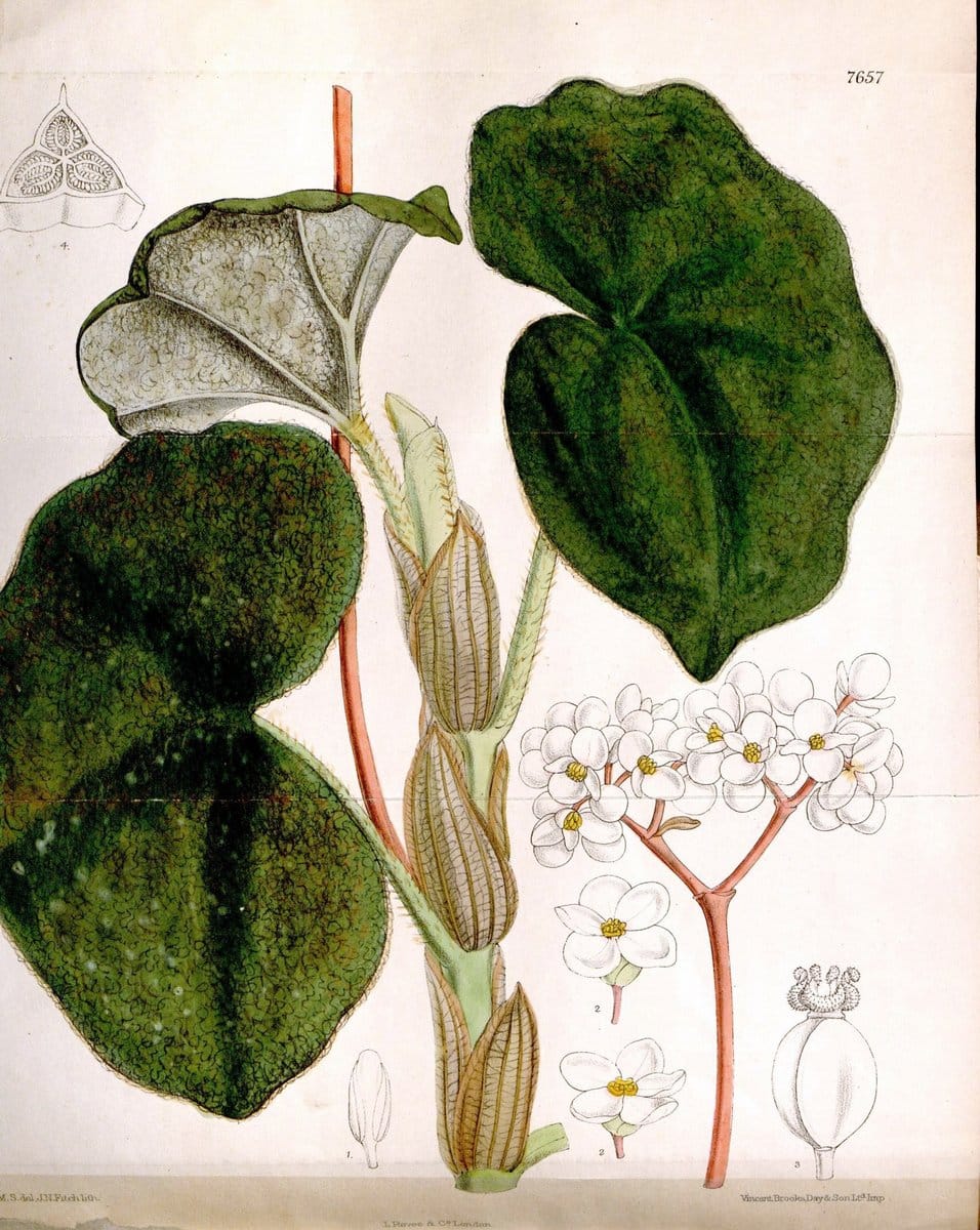 Curtis's botanical magazine. London ; New York [etc.] :Academic Press [etc.]. | "Botanical illustration" Botany Periodicals "Pictorial works" "Plants, Ornamental"  | Vintage Print Reproduction 450585
