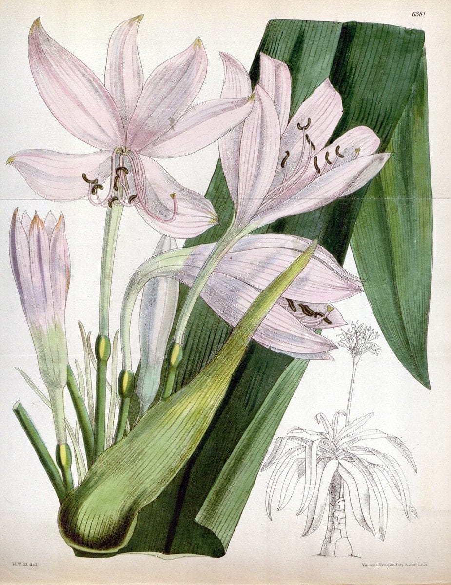 Curtis's botanical magazine. London ; New York [etc.] :Academic Press [etc.]. | "Botanical illustration" Botany Periodicals "Pictorial works" "Plants, Ornamental"  | Vintage Print Reproduction 450587