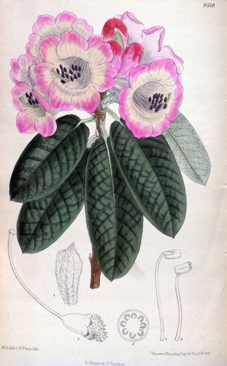 Curtis's botanical magazine. London ; New York [etc.] :Academic Press [etc.]. | "Botanical illustration" Botany Periodicals "Pictorial works" "Plants, Ornamental"  | Vintage Print Reproduction 450589