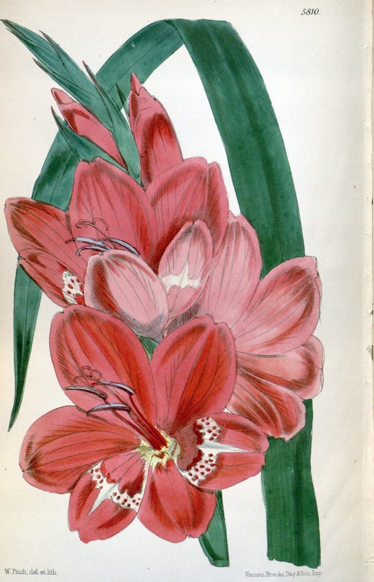 Curtis's botanical magazine. London ; New York [etc.] :Academic Press [etc.]. | "Botanical illustration" Botany Periodicals "Pictorial works" "Plants, Ornamental"  | Vintage Print Reproduction 450590