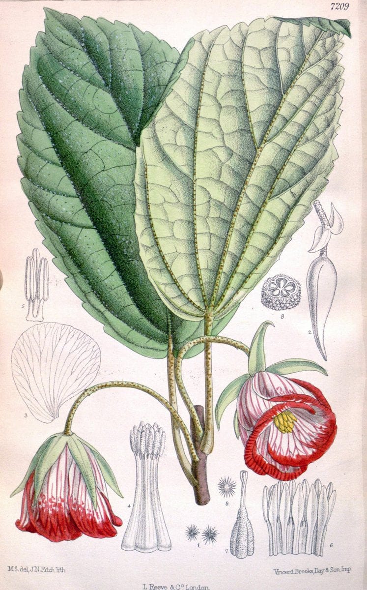 Curtis's botanical magazine. London ; New York [etc.] :Academic Press [etc.]. | "Botanical illustration" Botany Periodicals "Pictorial works" "Plants, Ornamental"  | Vintage Print Reproduction 450593