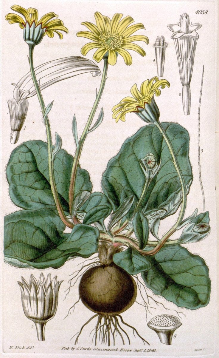 Curtis's botanical magazine. London ; New York [etc.] :Academic Press [etc.]. | "Botanical illustration" Botany Periodicals "Pictorial works" "Plants, Ornamental"  | Vintage Print Reproduction 450594