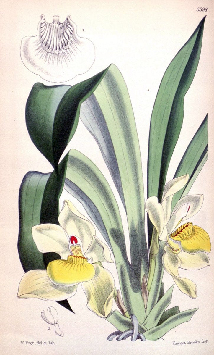 Curtis's botanical magazine. London ; New York [etc.] :Academic Press [etc.]. | "Botanical illustration" Botany Periodicals "Pictorial works" "Plants, Ornamental"  | Vintage Print Reproduction 450595