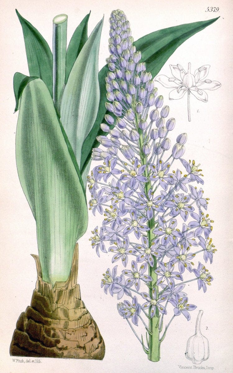 Curtis's botanical magazine. London ;New York [etc.] :Academic Press [etc.]. | Botany Periodicals "Pictorial works"  | Vintage Print Reproduction 450599