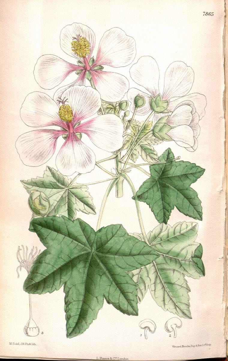 Curtis's botanical magazine. London ;New York [etc.] :Academic Press [etc.]. | Botany Periodicals "Pictorial works"  | Vintage Print Reproduction 450601