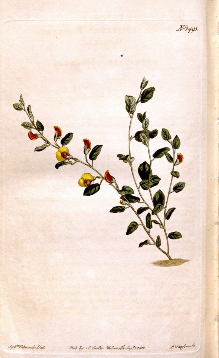 Curtis's botanical magazine. London ;New York [etc.] :Academic Press [etc.]. | Botany Periodicals "Pictorial works"  | Vintage Print Reproduction 450602