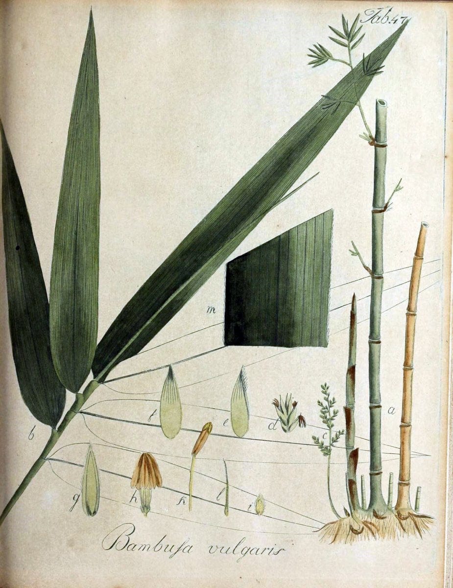 Collectio plantarum tam exoticarum, quam indigenarum, cum delineatione, descriptione cul | Botany | Vintage Print Reproduction 450606