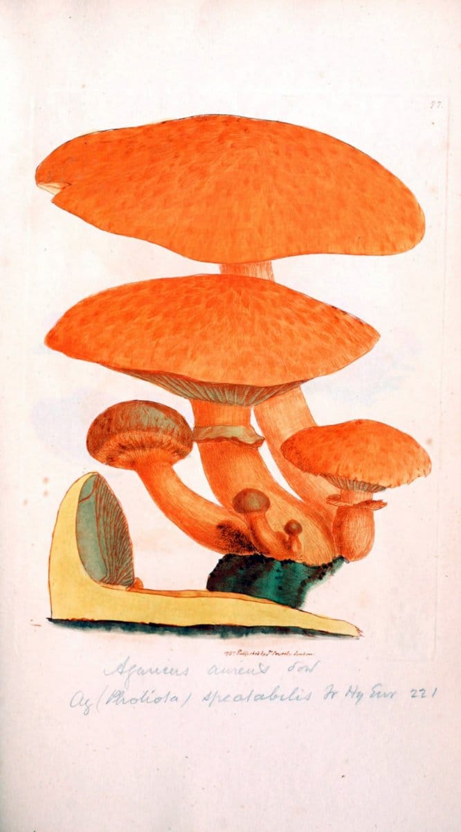 Coloured figures of English fungi or mushrooms. London,Printed by J. Davis,1797-[1809]. | England Mushrooms  | Vintage Print Reproduction 450607