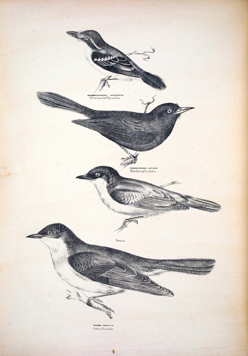 Companion to Gould's Handbook; or, Synopsis of the birds of Australia. Brisbane,Thorne & Greenwell,1877.  | Australia Birds | Vintage Print Reproduction 450608