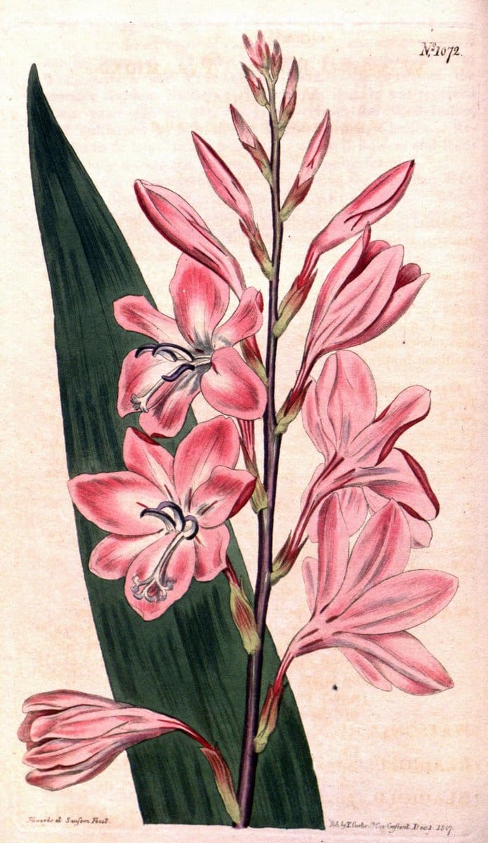 Curtis's botanical magazine. London ; New York [etc.] :Academic Press [etc.]. | "Botanical illustration" Botany Periodicals "Pictorial works" "Plants, Ornamental"  | Vintage Print Reproduction 450617