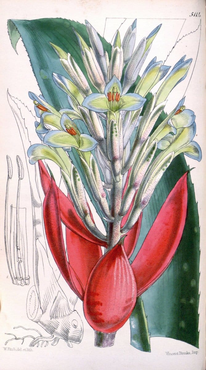 Curtis's botanical magazine. London ; New York [etc.] :Academic Press [etc.]. | "Botanical illustration" Botany Periodicals "Pictorial works" "Plants, Ornamental"  | Vintage Print Reproduction 450623