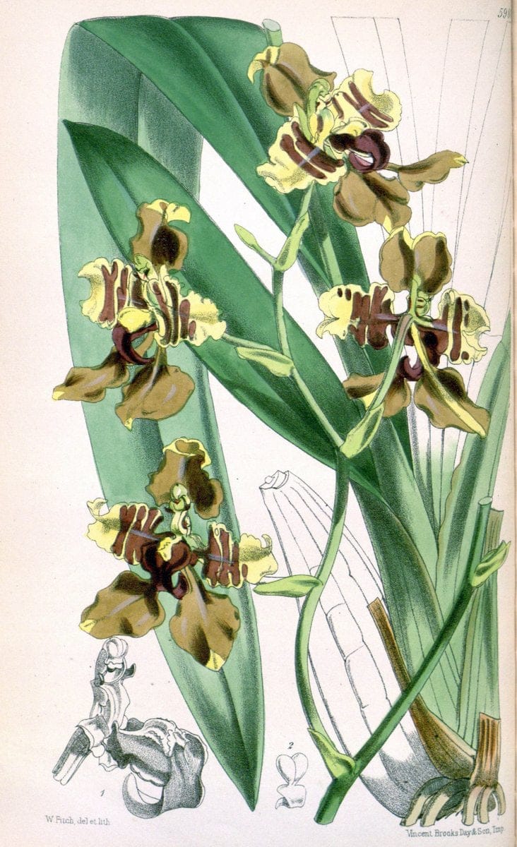 Curtis's botanical magazine. London ; New York [etc.] :Academic Press [etc.]. | "Botanical illustration" Botany Periodicals "Pictorial works" "Plants, Ornamental"  | Vintage Print Reproduction 450626