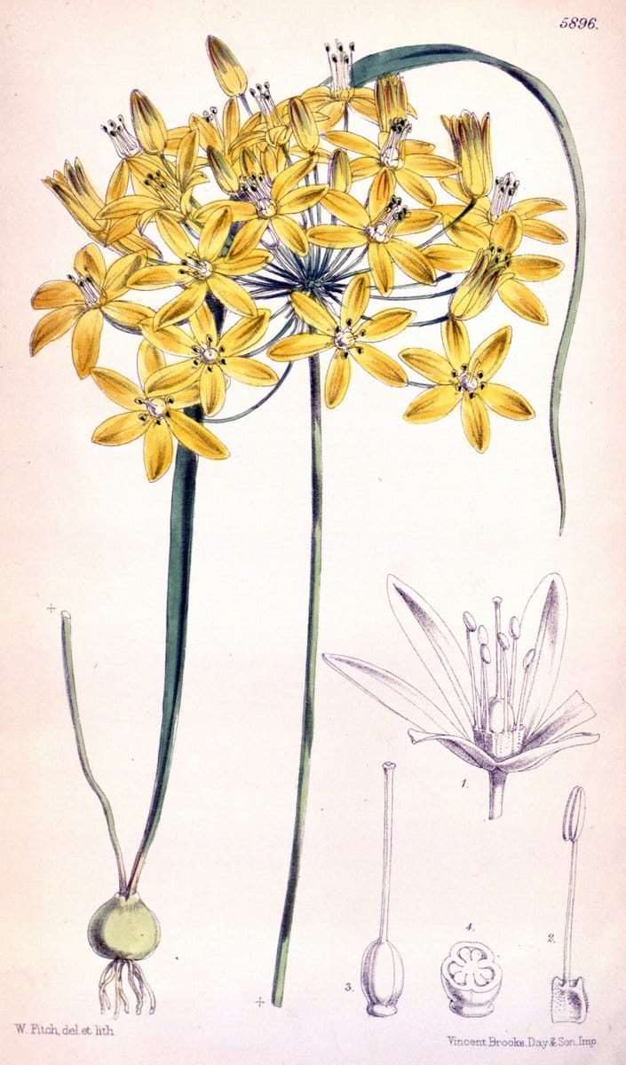 Curtis's botanical magazine..London ;New York [etc.] :Academic Press [etc.]. |  | Vintage Print Reproduction 450632