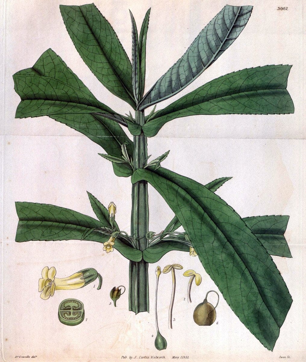Curtis's botanical magazine..London ;New York [etc.] :Academic Press [etc.]. |  | Vintage Print Reproduction 450633