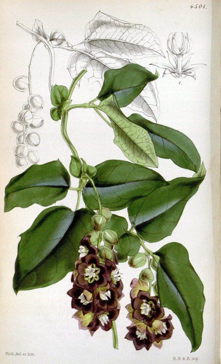 Curtis's botanical magazine. London ;New York [etc.] :Academic Press [etc.]. | Botany Periodicals "Pictorial works"  | Vintage Print Reproduction 450635
