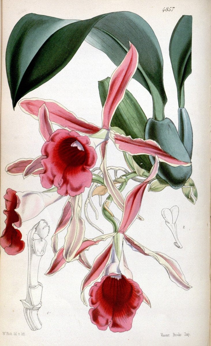 Curtis's botanical magazine. London ;New York [etc.] :Academic Press [etc.]. | Botany Periodicals "Pictorial works"  | Vintage Print Reproduction 450639
