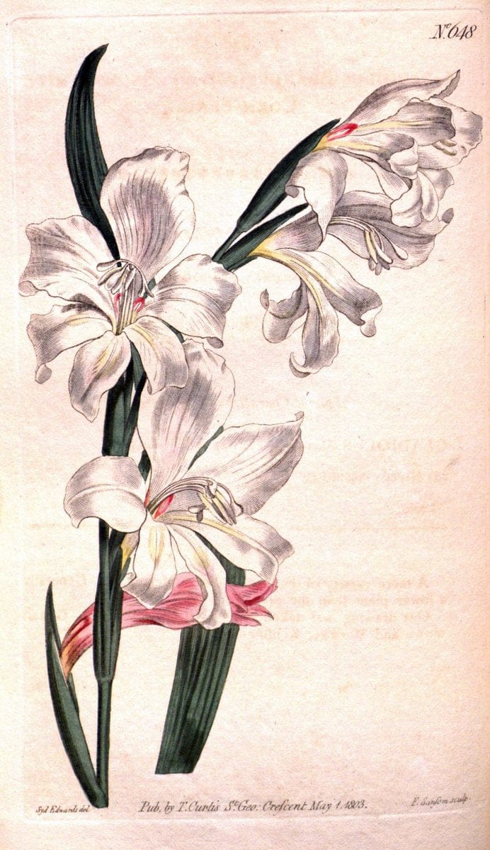 Curtis's botanical magazine. London ;New York [etc.] :Academic Press [etc.]. | Botany Periodicals "Pictorial works"  | Vintage Print Reproduction 450641