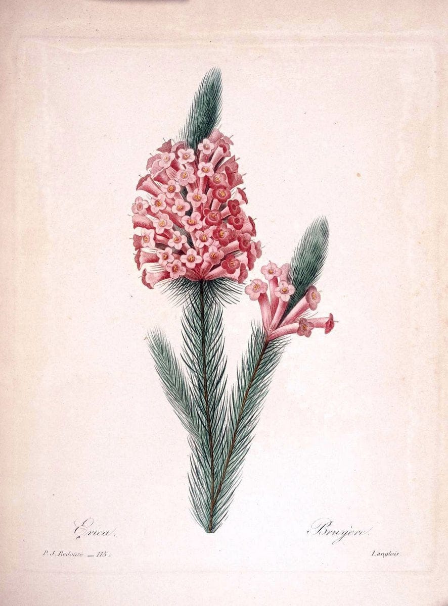 Choix des plus belles fleurs :.Paris:Ernest Panckoucke,[1833].. |  | Vintage Print Reproduction 450645
