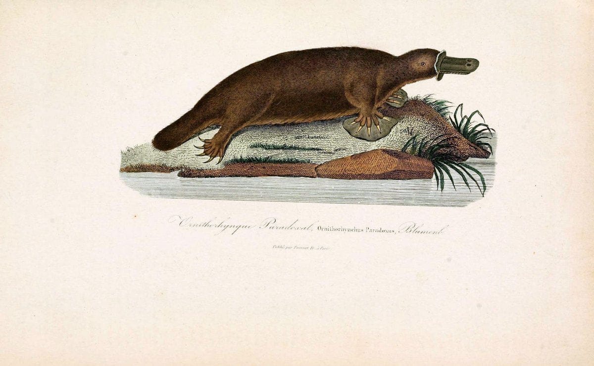 ComplÃ©ments de Buffon. t.1.Paris :P. Pourrat FrÃ¨res,1838. | Anthropology Birds Mammals SIL | Vintage Print Reproduction 450648