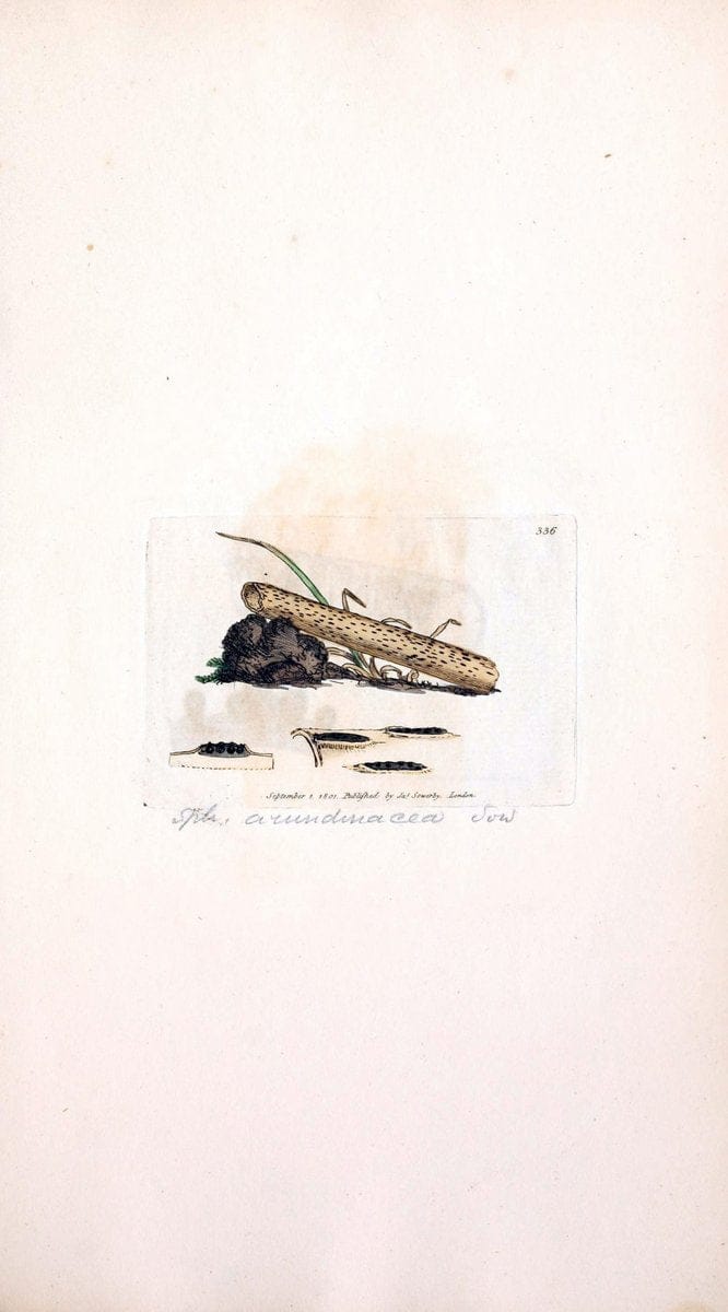Coloured figures of English fungi or mushrooms. London,Printed by J. Davis,1797-[1809]. | England Mushrooms  | Vintage Print Reproduction 450650
