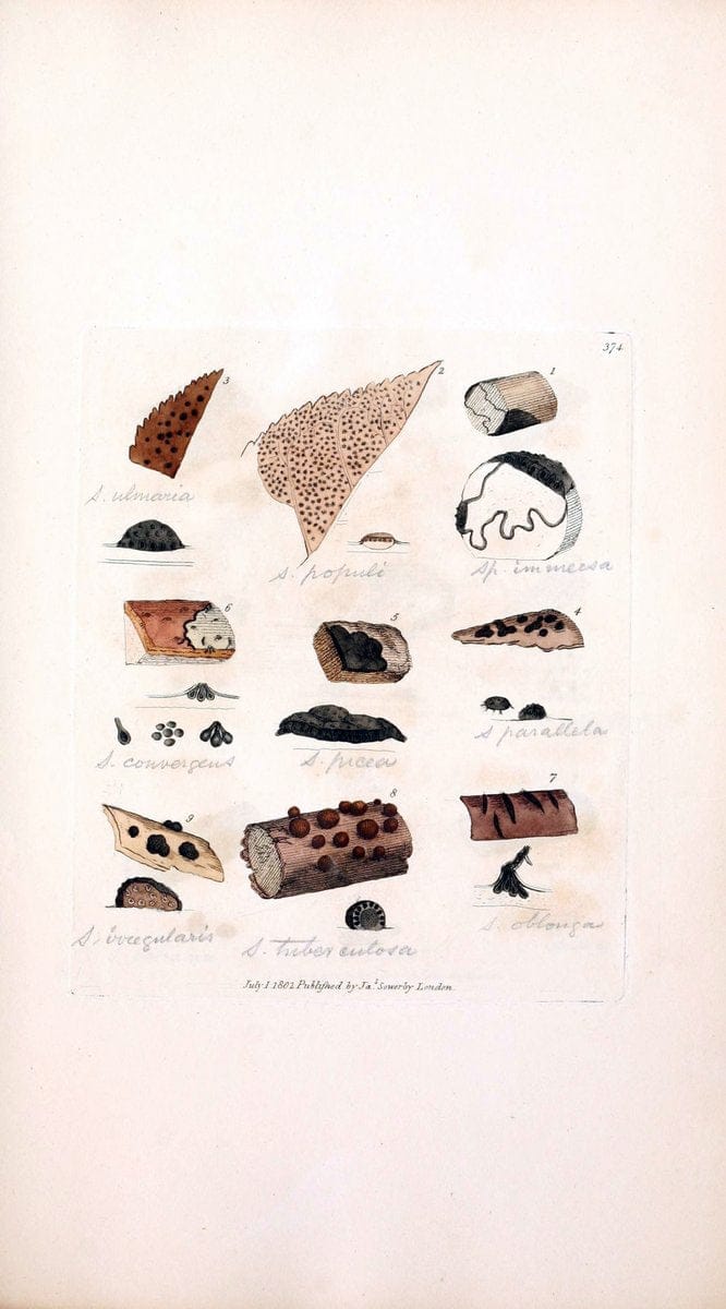 Coloured figures of English fungi or mushrooms. London,Printed by J. Davis,1797-[1809]. | England Mushrooms  | Vintage Print Reproduction 450651