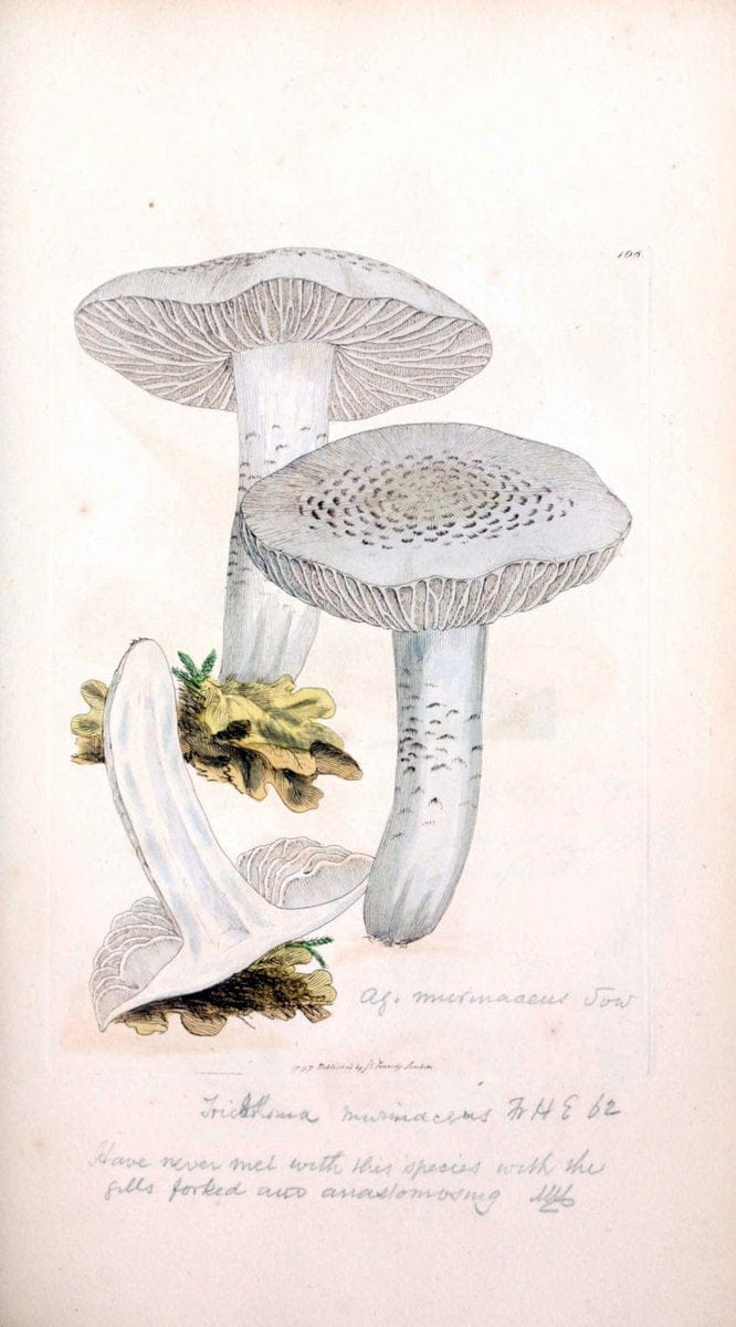 Coloured figures of English fungi or mushrooms. London,Printed by J. Davis,1797-[1809]. | England Mushrooms  | Vintage Print Reproduction 450654